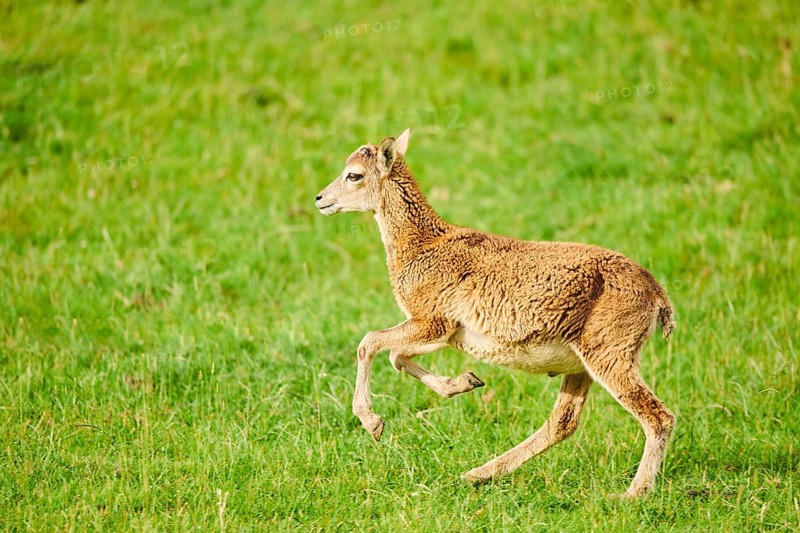 European mouflon (Ovis aries musimon) running standing on a meadow, tirol, Kitzbühel, Wildpark Aurach, Austria, Europe