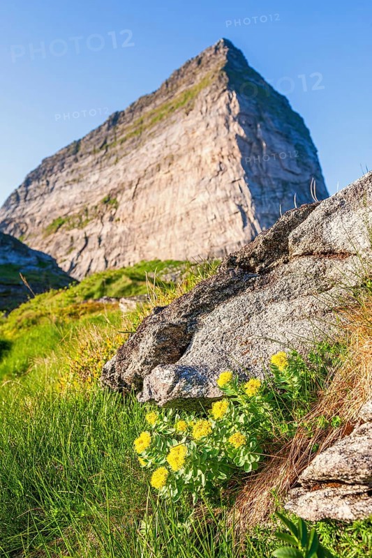 Flowering golden root (Rhodiola rosea) by the mountain peak Trænstaven on Sanna island, Træna, Sanna, Nordland, Norway, Europe