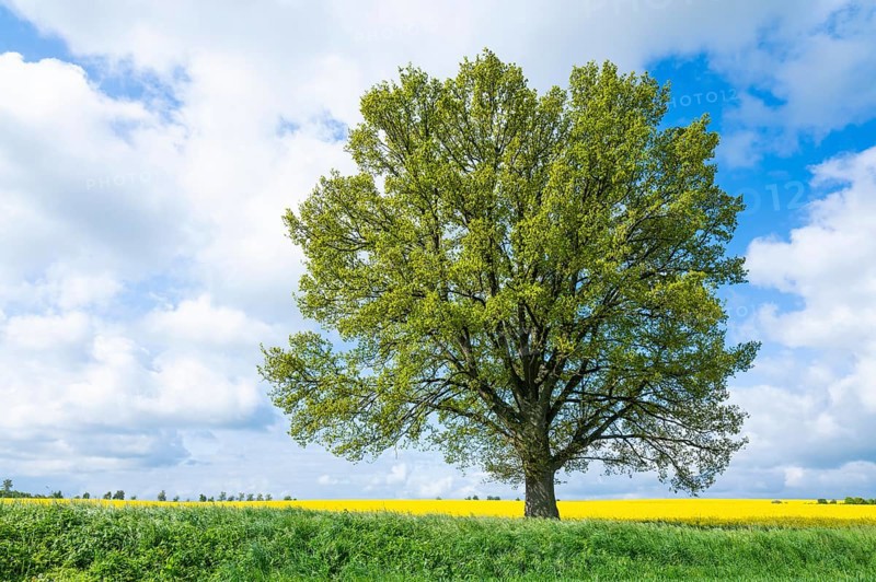 English oak (Quercus robur), solitary tree, in spring, blue sky and white clouds, Thuringia, Germany, Europe