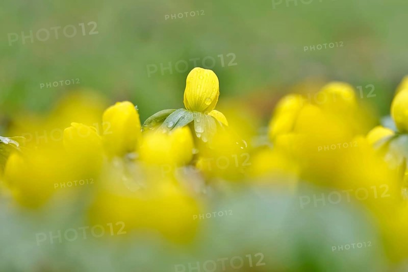 Winter aconites (Eranthis hyemalis), Germany, Europe