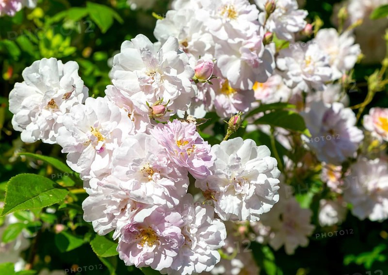 Close up of flowers, Paul's Himalayan Musk rambling rose pink flower, Suffolk, England, UK