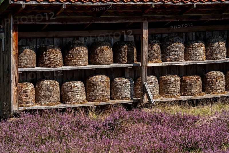 Beehives, bee pieces in the Höpener Heide, heather blossom of the broom heather, in the Lüneburg Heath nature reserve, Lower Saxony, Germany, Europe