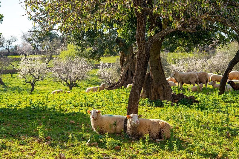 Almond blossom on Majorca, from January to March many hundreds of thousands of almond trees blossom on the Balearic island, near Bunyola, Majorca, Spain, Europe