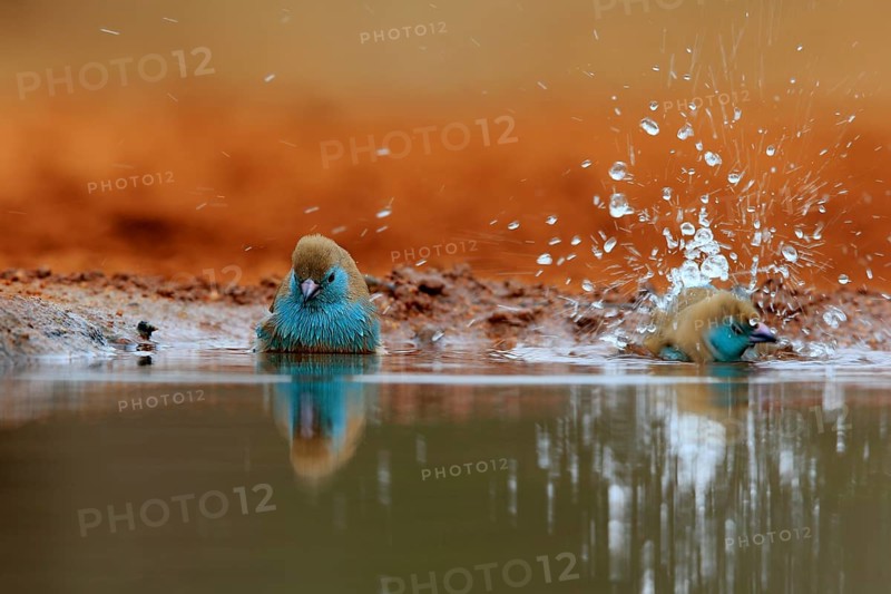Angolan butterfly finch (Uraeginthus angolensis), blue-eared butterfly finch, adult, two birds, at the water, bathing, Kruger National Park, Kruger National Park, Krugerpark, South Africa, Africa
