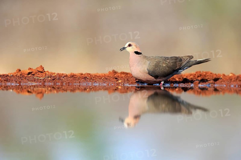 Red-eyed dove (Streptopelia semitorquata), Red-eyed Dove adult, at the water, Kruger National Park, Kruger National Park, Krugerpark, South Africa, Africa