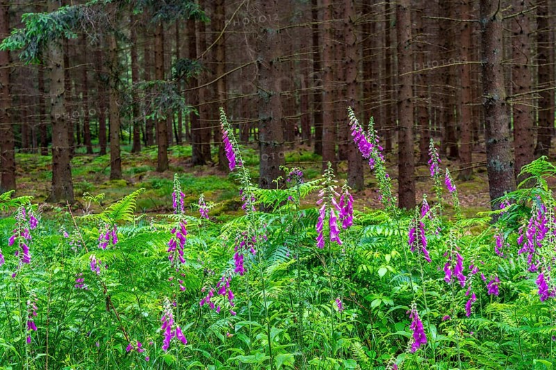 Struffelt nature reserve, forest near Roetgen-Rott, Common foxglove, Eifel, North Rhine-Westphalia, Germany, Europe
