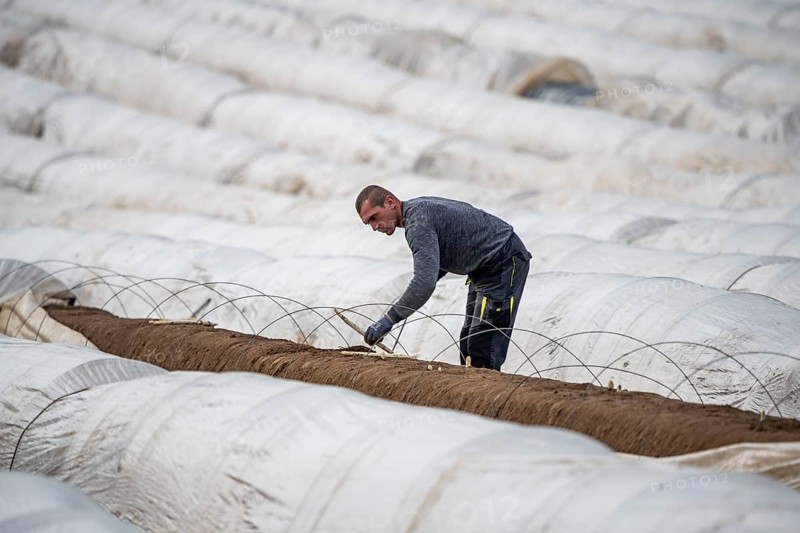 Asparagus harvest in the Rhineland, asparagus pickers at work in an asparagus field covered with plastic sheeting to allow the asparagus to grow better in the cold spring, Dormagen-Broich, North Rhine-Westphalia, Germany, Europe