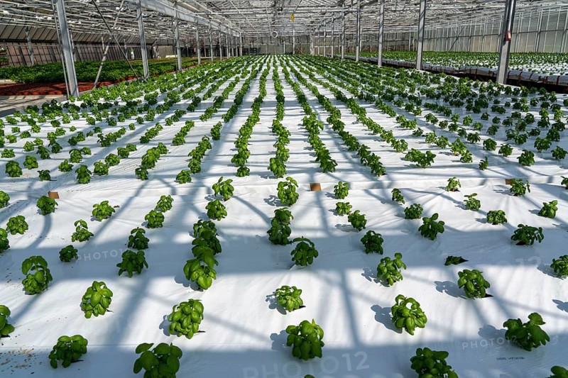 Agriculture, herb nursery, basil seedlings, growing in a greenhouse