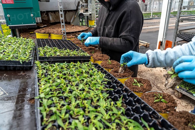 Horticultural business, greenhouse, young plants are potted, the potting soil is filled into the flower pots with a potting machine, employees place the young plants, balcony plants, ornamental plants, into the pots, they are then placed in beds to grow there, Straelen, North Rhine-Westphalia, Germany, Europe