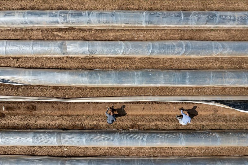 Asparagus harvest in the Rhineland, asparagus pickers at work in an asparagus field covered with plastic sheeting to allow the asparagus to grow better in the cold spring, Dormagen-Broich, North Rhine-Westphalia, Germany, Europe