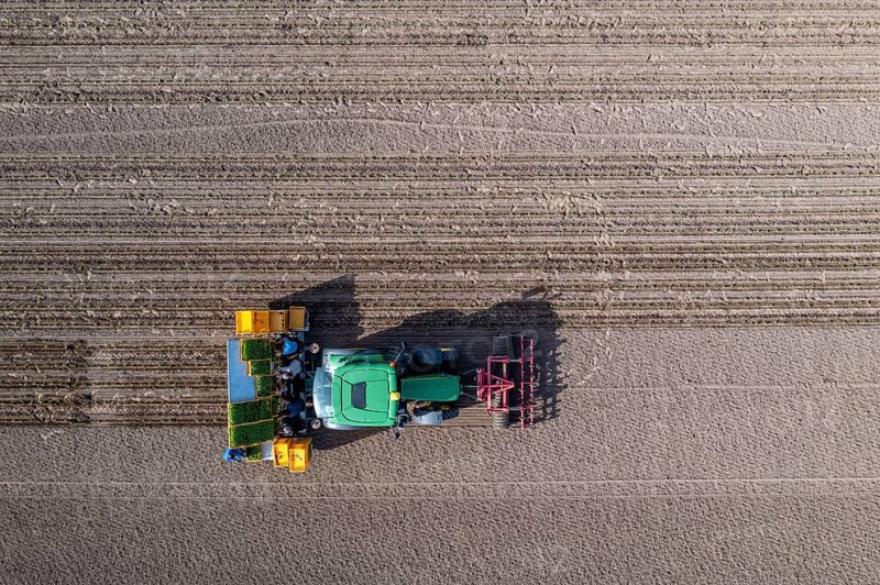 Vegetable cultivation, celery plants are planted in the field with a planting machine, Niederkrüchten, North Rhine-Westphalia, Germany, Europe