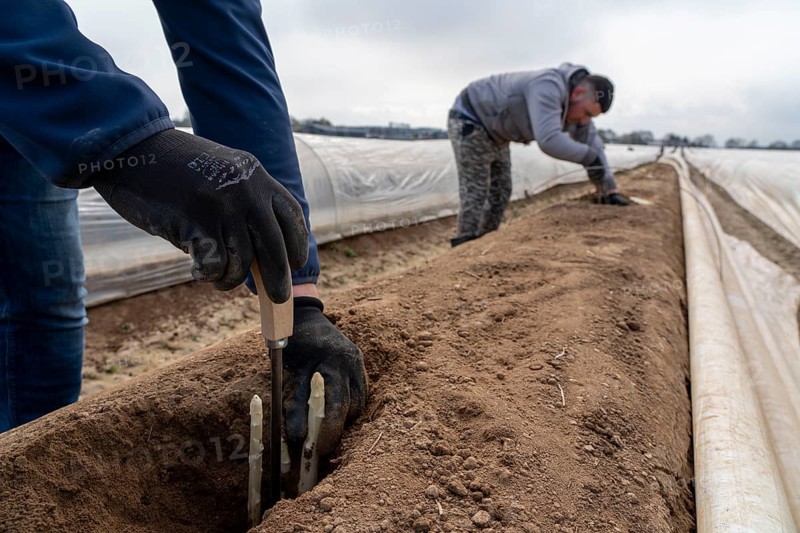 Asparagus harvest in the Rhineland, asparagus pickers at work in an asparagus field covered with plastic sheeting to allow the asparagus to grow better in the cold spring, Dormagen-Broich, North Rhine-Westphalia, Germany, Europe