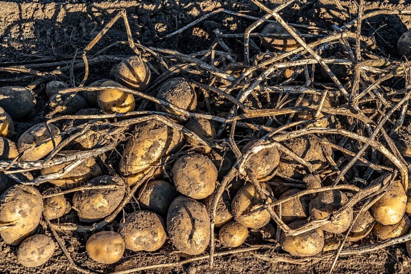 Potato harvest, Melodie variety, so-called split harvesting method, first the tubers are taken out of the ground with a row planter, then, after a short drying phase, collected and loaded with a bunker harvester, North Rhine-Westphalia, Germany, Europe
