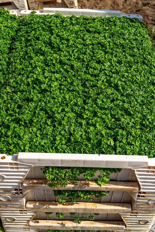 Agriculture, herb gardening, parsley plants, in a field, with a planting machine, in rows, planted, young plants in boxes