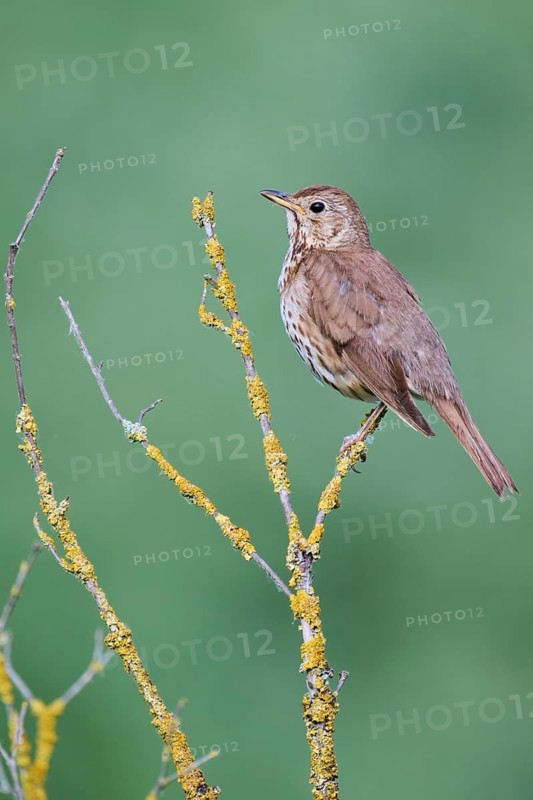 Song thrush (Turdus philomelos), Lower Saxony, Germany, Europe