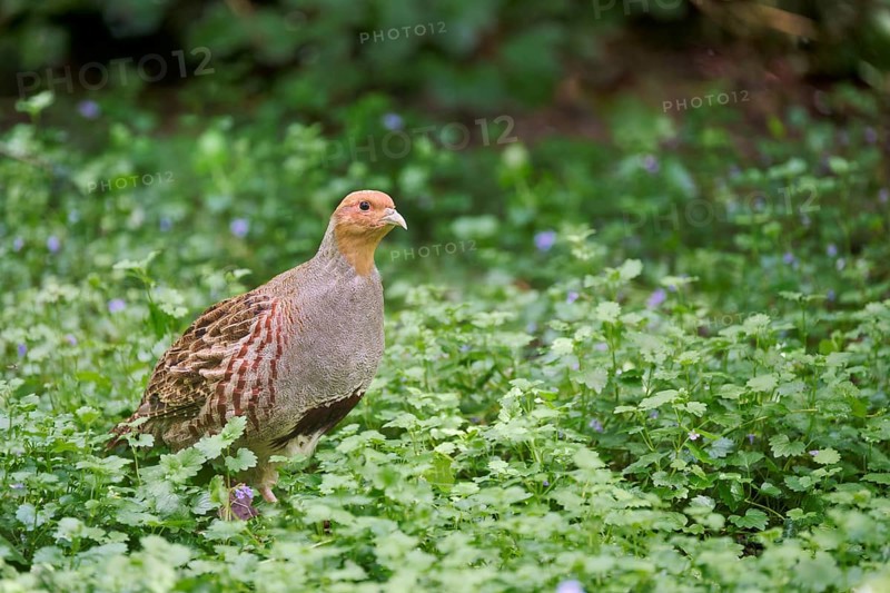 Gray partridge (Perdix perdix), Bavaria, Germany, Europe
