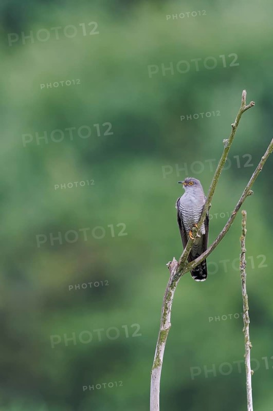 Common cuckoo (Cuculus canorus) male, Lower Saxony, Germany, Europe