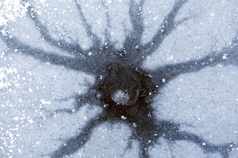Winter flood 2024 on the rivers Elbe and Mulde with flooding of the meadows, close-up of ice structures on the meadows due to flooding in winter, bizarre ice formations, nerve cell in the ice, Middle Elbe Biosphere Reserve, Dessau-Roßlau, Saxony-Anhalt, Germany, Europe