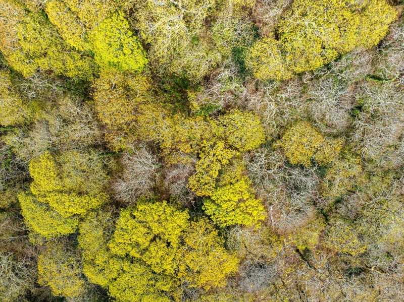 Top Down over Forest from a drone, Long Wood, River Dart, Dartmouth, Kingswear, Devon, England, United Kingdom, Europe