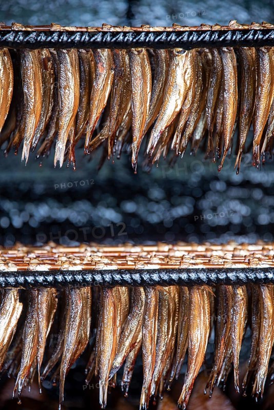 Sprats hanging in a smoking oven on the beach of the Baltic Sea resort of Binz, island of Rügen, Mecklenburg-Western Pomerania, Germany, Europe