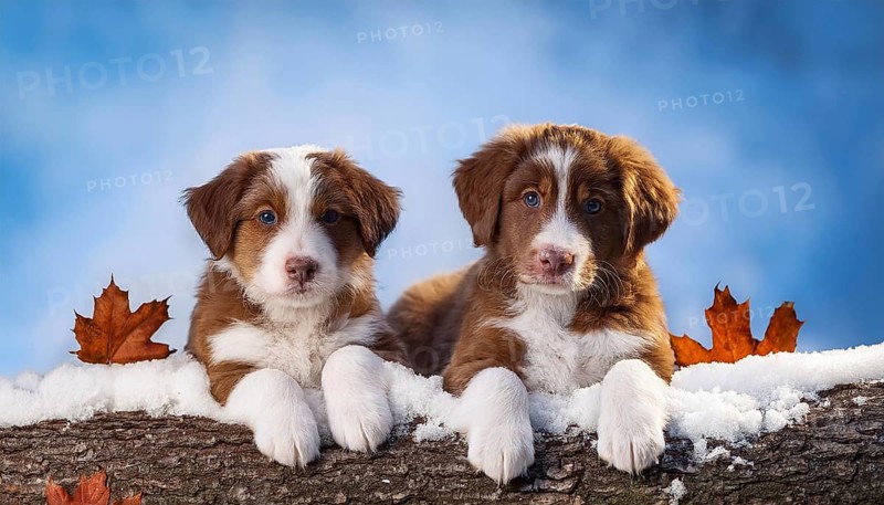 KI generated, dog, dogs, puppy, one, two, three, play, snow, winter, autumn leaves, blue sky, Kromfohrländer, Fox Terrier, (Canis lupus familiaris), German dog breed, rough coat, smooth coat, studio, AI generated