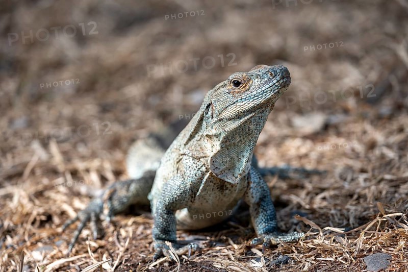 Black spiny-tailed iguana (Ctenosaura similis), adult female, Carara National Park, Tarcoles, Puntarenas Province, Costa Rica, Central America