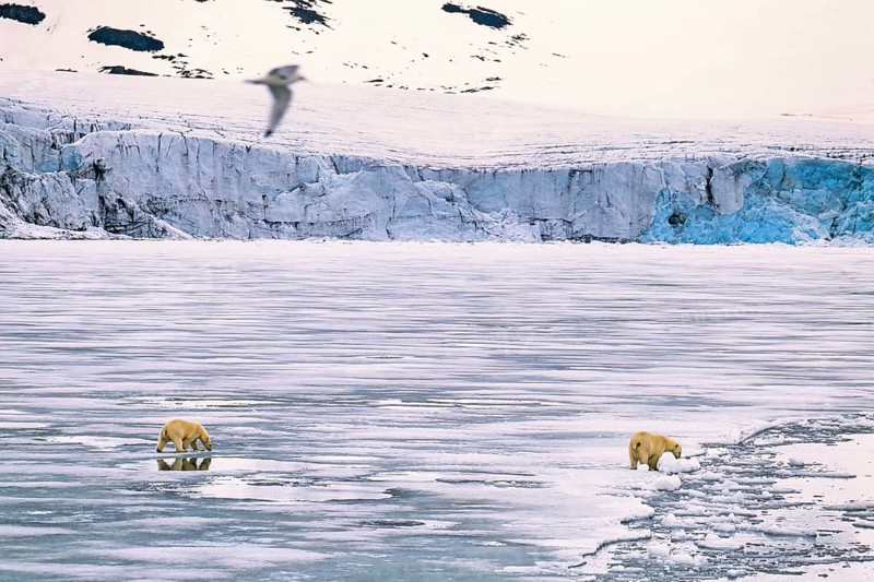 Polar bears (Ursus maritimus) walking on melting ice by a sea glacier in the arctic, Svalbard