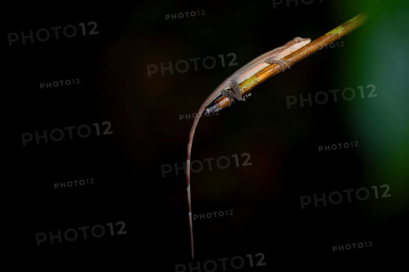 Anolis (Anolis) sitting on a stem at night, at night in the tropical rainforest, Refugio Nacional de Vida Silvestre Mixto Bosque Alegre, Alajuela province, Costa Rica, Central America