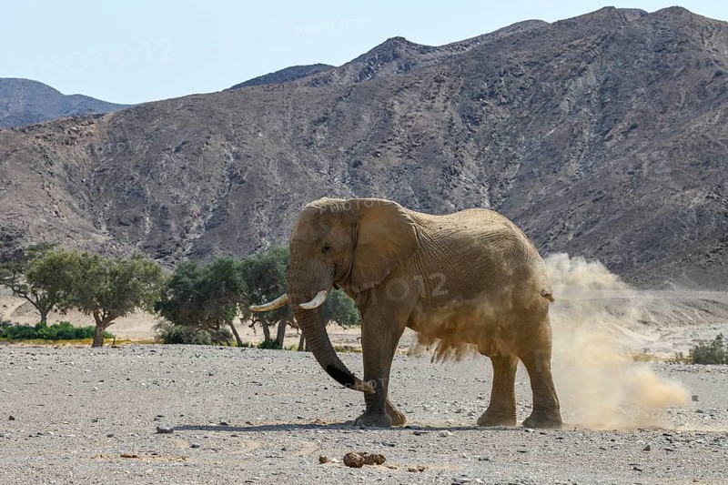 Desert elephant (Loxodonta africana) taking a sand bath in the Hoanib dry river, Kaokoveld, Kunene region, Namibia, Africa