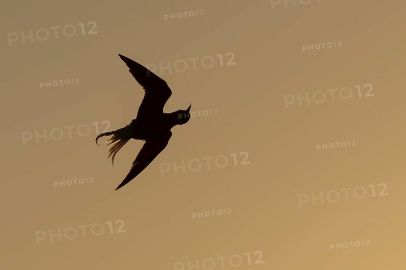 Little tern (Sternula albifrons) adult bird shaking in flight as it washs itself at sunset, Suffolk, England, United Kingdom, Europe