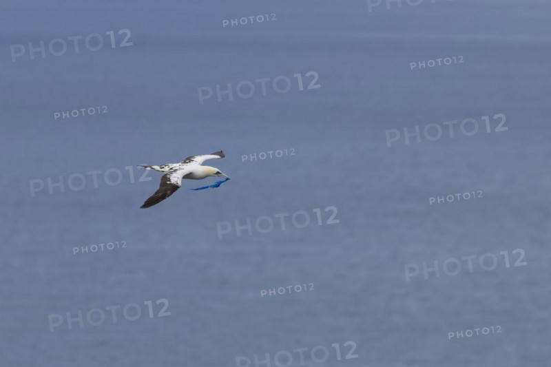 Northern gannet (Morus bassanus) adult bird in flight with a piece of plastic waste in its beak, Yorkshire, England, United Kingdom, Europe