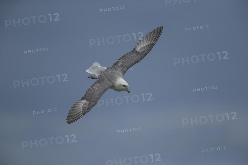 Northern Fulmar (Fulmarus glacialis) adult bird in flight, Yorkshire, England, United Kingdom, Europe