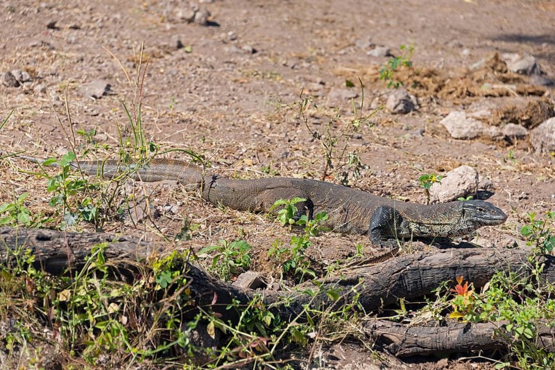 A monitor lizard sunbathing on the dry ground between stones and plants, Nile monitor lizard (Papio ursinus), Kasane, Chobe River National Park, Botswana, Africa