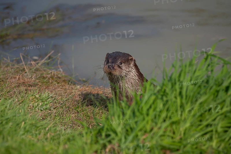 European otter (Lutra lutra) adult animal on a river bank, United Kingdom, Europe