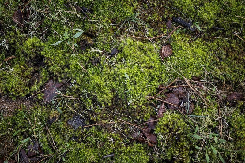 Forest floor with moss in the Hohe Ward nature reserve in Münster, 08/04/2024