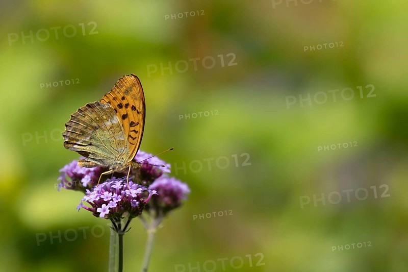 Silver-washed fritillary butterfly (Argynnis paphia) adult insect feeding on a purple garden Verbena flower, Suffolk, England, United Kingdom, Europe