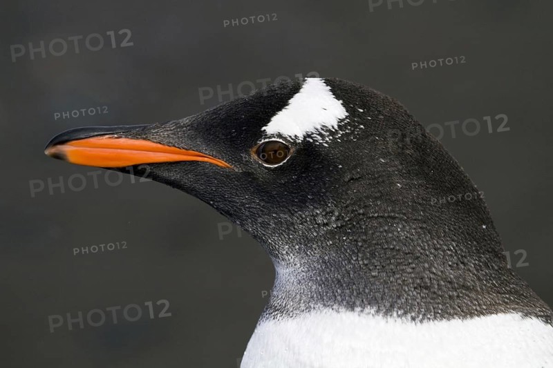 Gentoo penguin (Pygoscelis papua), on Sounders Island, Falkland Islands, Antarctica, Portrait, Falkland Islands, Antarctica, South America