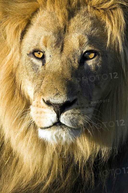 Male lion, (Panthera leo), last light portrait Kalahari Gemsbok NP, South Africa, Africa