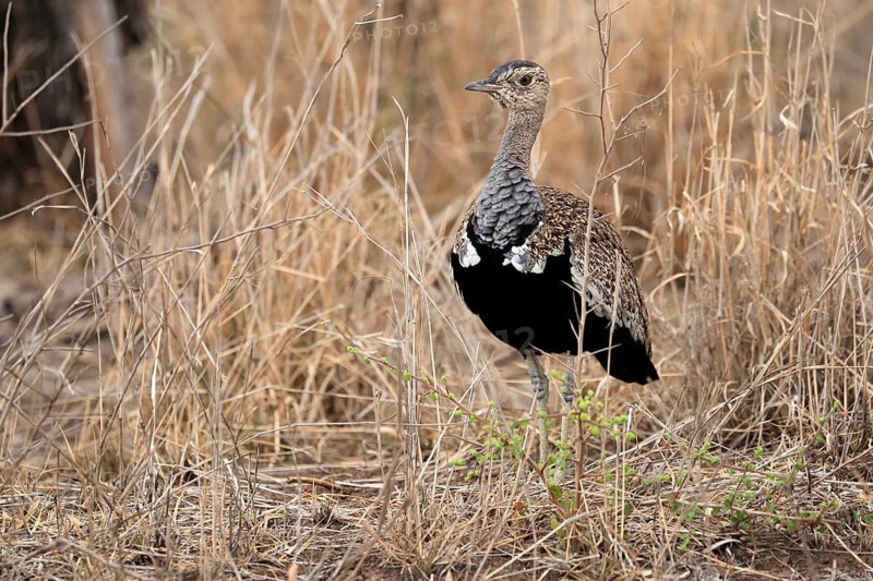 Red-crested Bustard (Lophotis ruficrista), adult, foraging, alert, Kruger National Park, Kruger National Park, Kruger National Park South Africa