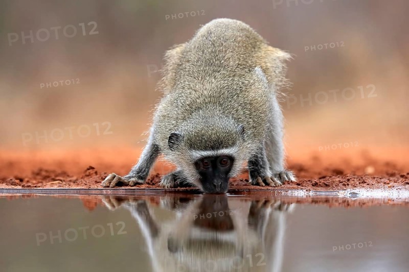 Vervet Monkey (Chlorocebus pygerythrus), adult, drinking, at the water, Kruger National Park, Kruger National Park, Kruger National Park South Africa