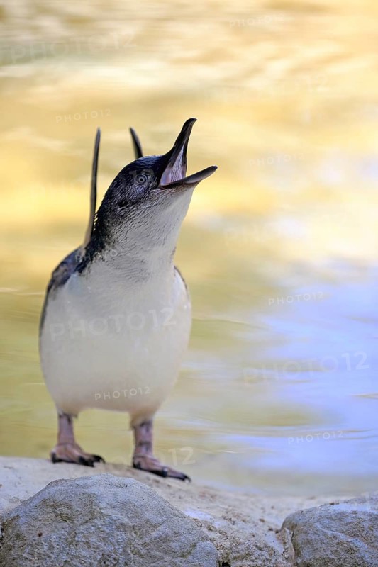 Little Penguin (Eudyptula minor), adult, on land, calling, spreading wings, Kangaroo Island, South Australia, Australia, Oceania