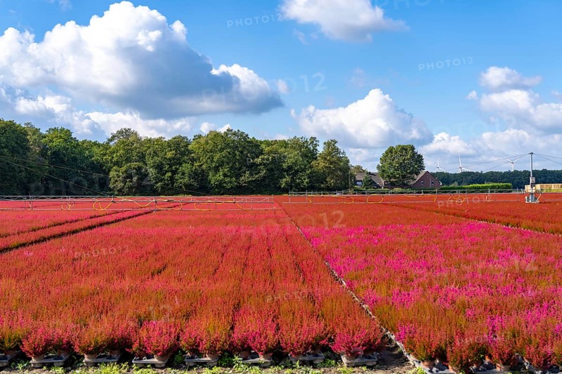 Outdoor area of a horticultural business, autumn plants, heather plants, bell heather, near Kevelaer, North Rhine-Westphalia, Germany, Europe