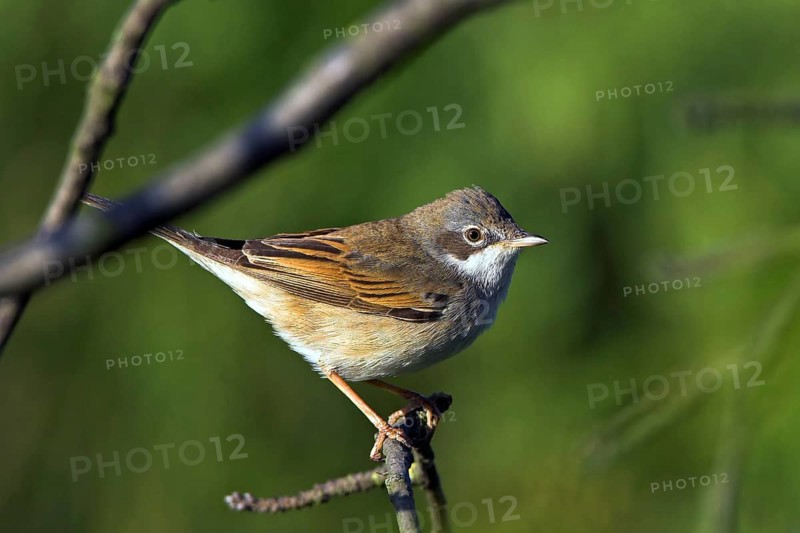 Whitethroat, songbird, (Sylvia communis), Bad Dürkheim district, Rhineland-Palatinate, Federal Republic of Germany