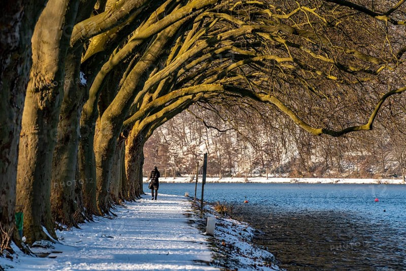 Winter, snowy landscape, winter walk at Lake Baldeney, plane tree avenue, lakeside path, at Haus Scheppen, Essen, North Rhine-Westphalia, Germany, Europe