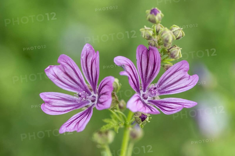 Common mallow (Malva sylvestris), Emsland, Lower Saxony, Germany, Europe