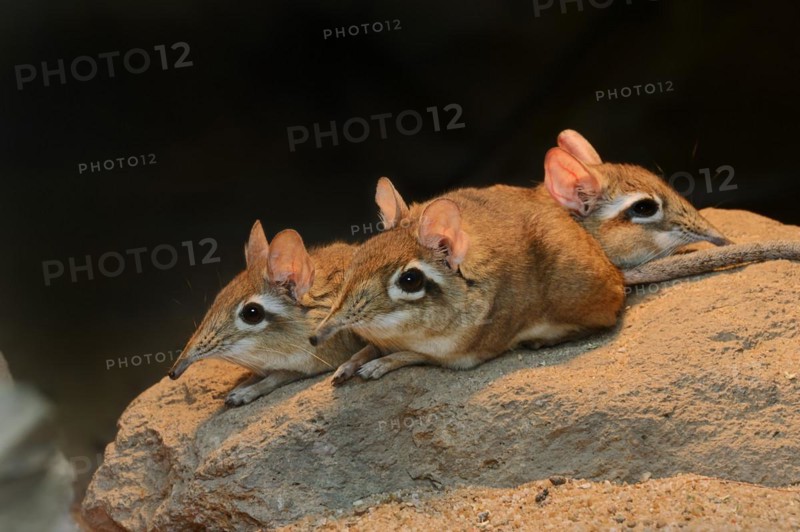 Red-brown elephant shrew or red-brown trunked shrew (Galegeeska rufescens, Elephantulus rufescens), captive, occurring in East Africa
