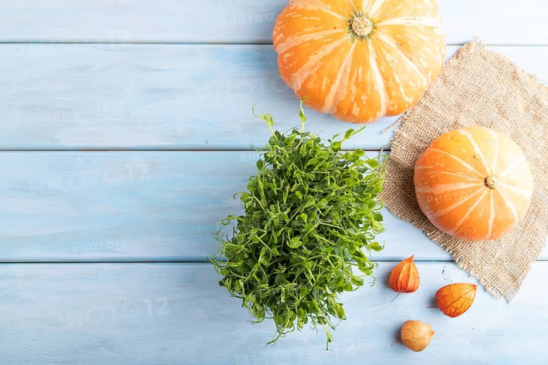 Microgreen sprouts of pea with pumpkin on blue wooden background. Top view, flat lay, copy space