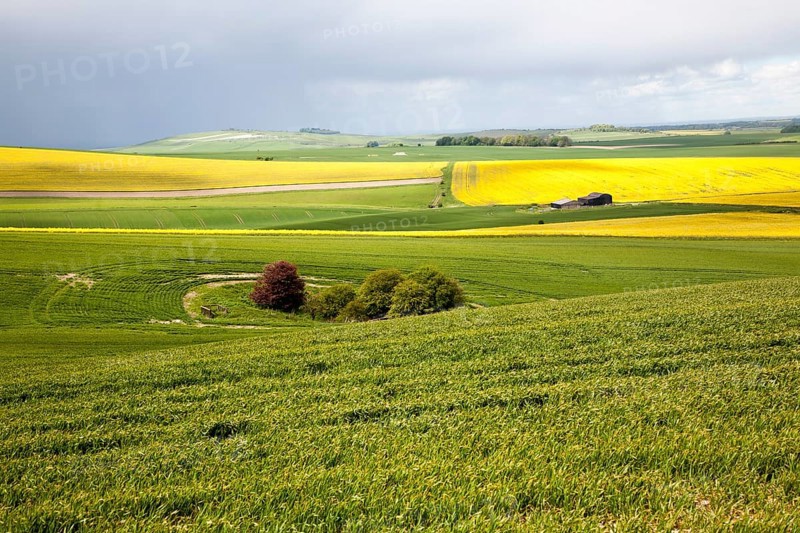 Chalk upland summer farming landscape on the Marlborough Downs, near Beckhampton, Wiltshire, England, United Kingdom, Europe