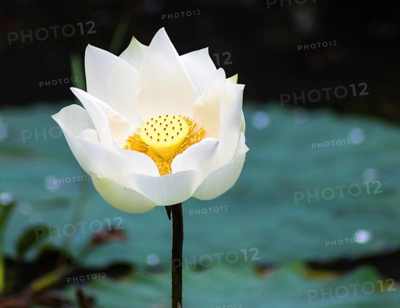 White lotus flower in a botanical garden
