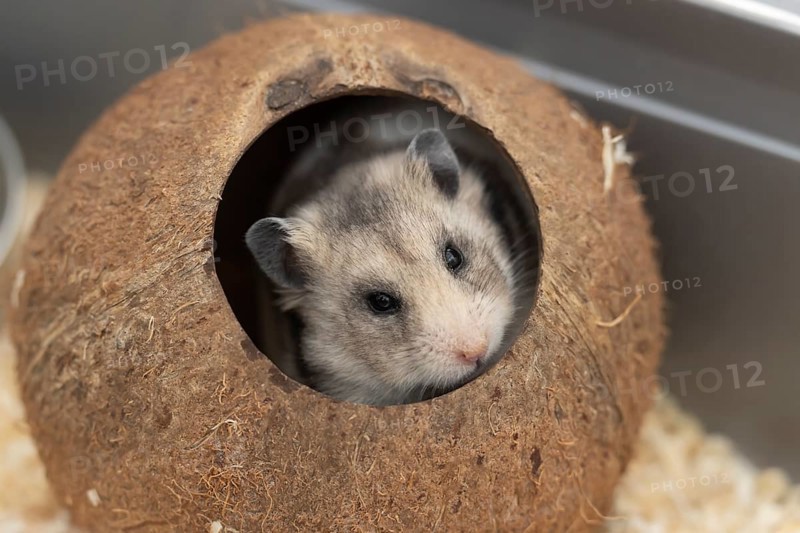 Hamster (Cricetinae spp.) pet animal looking out from a coconut shell, England, United Kingdom, Europe